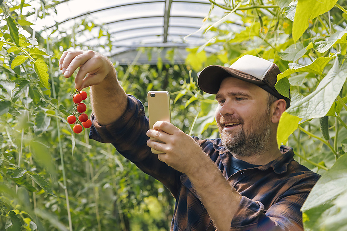 Smiling farmer holding harvested tomatos and mobile phone