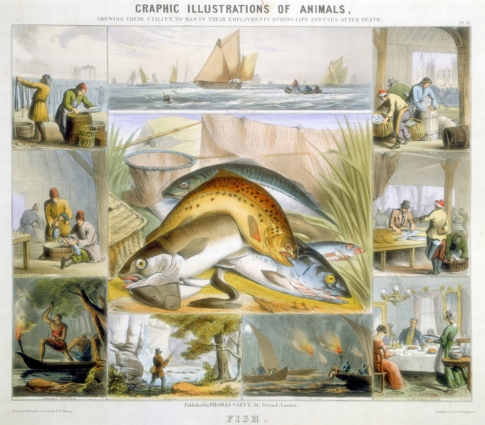 Fish: Anchovies, Mackerel, Cod, Isinglass (from Sturgeon), Preserving, Herring, Marketing. Hand-coloured lithograph published London c1850. From Graphic Illustrations of Animals and Their Utility to Man