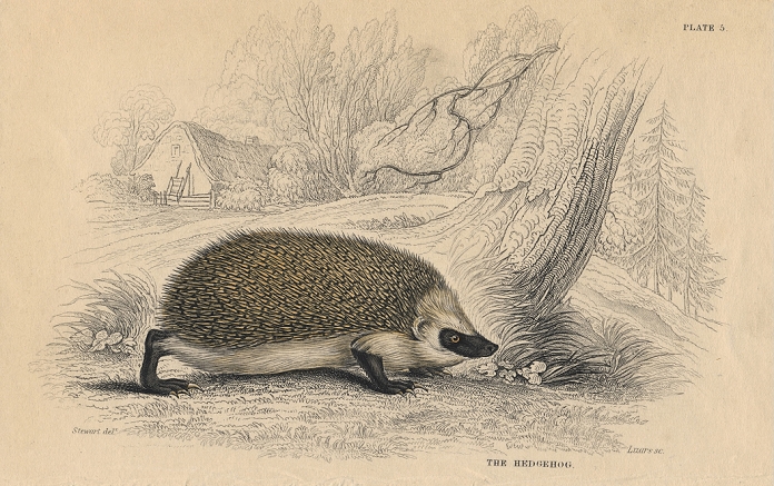 Hedgehog (Erinaceus europeas), the Common Spiny Hedgehog, an insectivorous mammal of the Old World.From British Quadrupeds, W MacGillivray, (Edinburgh, 1828), one of the volumes in William Jardine's Naturalist's Library series. Hand-coloured engraving.