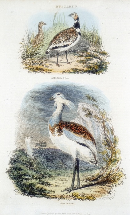 Top: Male Little Bustard. Bottom: Great Bustard (Otis tardis). The Great Bustard became extinct in Britain in about 1830 as its habitat disappeared. A programme of reintroducing it with Russian stock is in progress. From The British Cyclopaedia of Arts and Sciences, Charles Partington (London, 1835). Hand-coloured engraving.