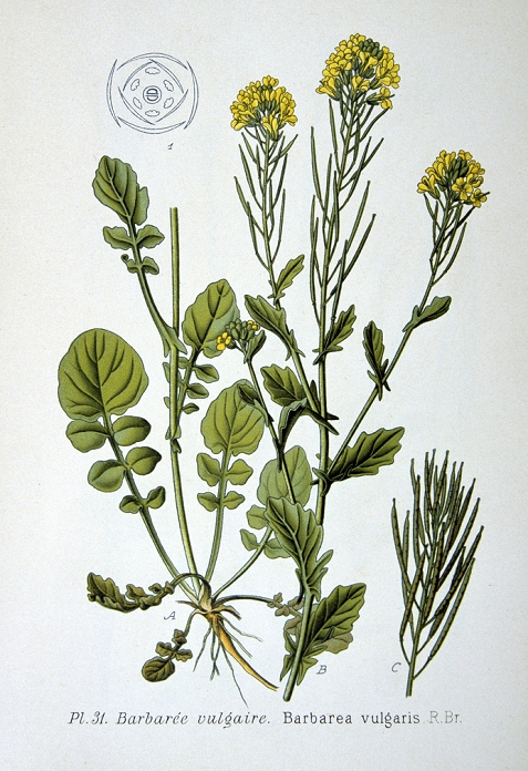 Common Bittercress or Yellow Rocket (Barbarea vulgaris), biennial wild herb of Brassica family native of Europe. From Amedee Masclef Atlas des Plantes de France, Paris, 1893.