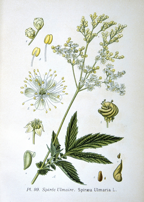 Meadowsweet (Spirea ulmaria or Filipendula ulmaria) perennial herb native of Europe and Western Asia. Used as a strewing herb (a favourite of Elizabeth I of England), a flavouring in wine and preserves, and in pot pourr. From Amedee Masclef Atlas des Plantes de France, Paris, 1893.