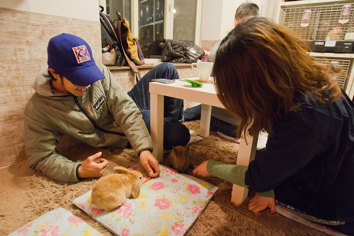 Cafes where you can play with rabbits appearing one after another in Tokyo  February 26, 2012, Tokyo, Japan   A couple plays with rabbits roaming the floor at a rabbit cafe where customers can come in to have a drink and play with rabbits.  Photo by Christopher Jue AFLO   2331 