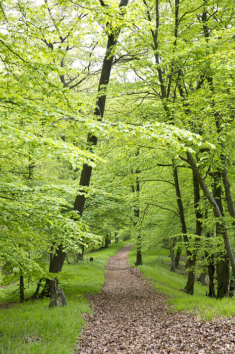 Kellerwald Edersee National Park Germany Leaf covered path leads though beech forest with spring foliage near Bringhausen in Kellerwald Edersee National Park, Lake Edersee, Hesse, Germany, Europe, Photo by Jaeger, Katharina