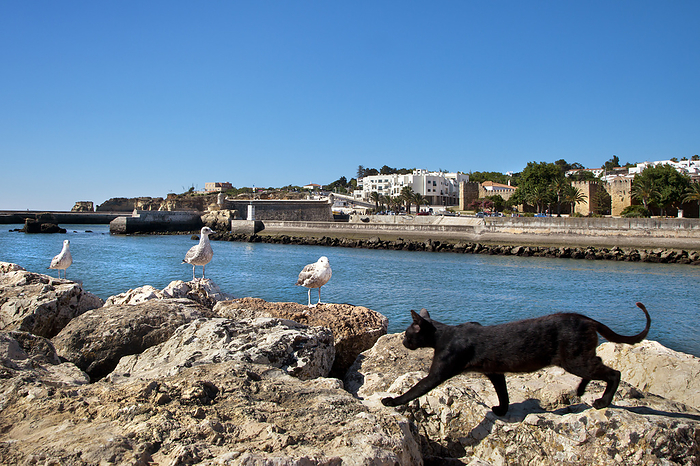 Cat and seagulls, castle Forte da Bandeira, Lagos, Algarve, Portugal, Photo by Lubenow, Sabine