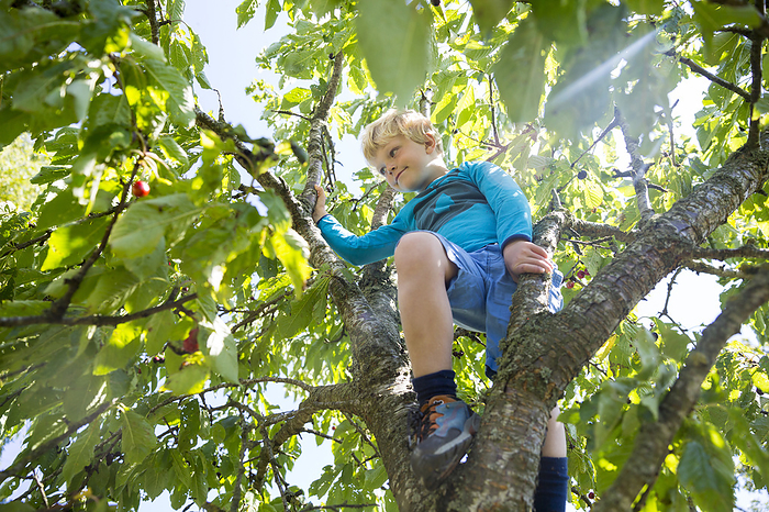 Boy, 5 years old, picking cherries from a cherry tree, Baltic sea, MR, Bornholm, near Gudhjem, Denmark, Europe, Photo by Rötting, Thomas
