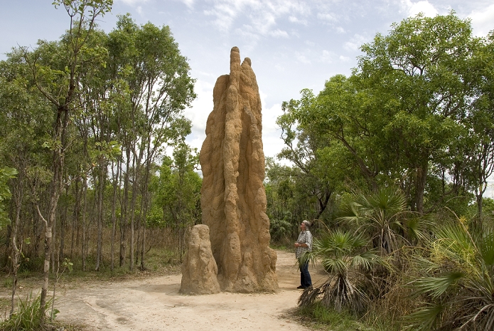 Litchfield National Park, Australia Castle termite hill, Litchfield National Park, Northern Territory, Australia, Pacific