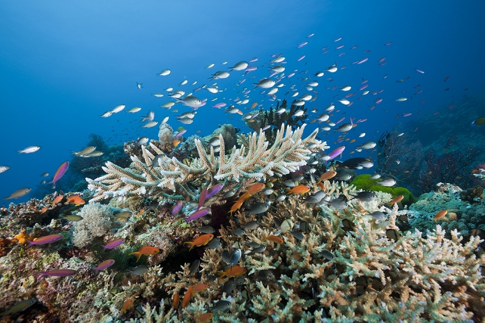 Fiji Coral Reef and Fish Coralfishes over Reef, Namena Marine Reserve, Fiji , Photo by Reinhard Dirscherl