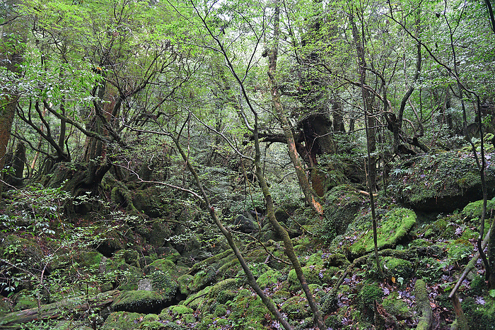 Mossy forest of Shiratani-unsui Gorge