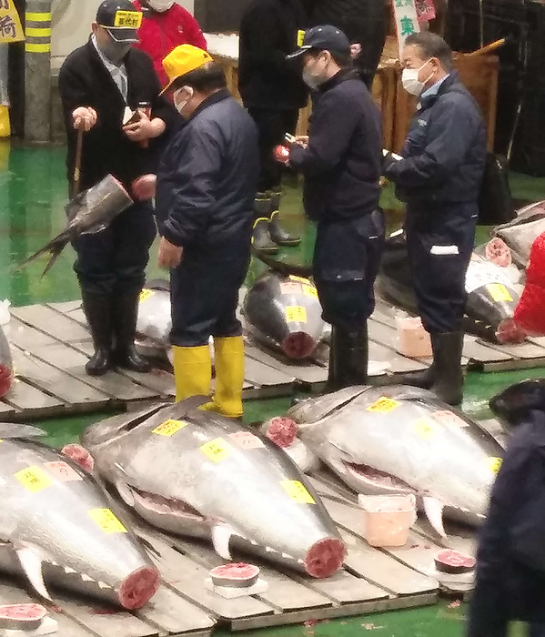 Sushi Zammai did not set the highest price at the first auction at the Toyosu Market in 2021. President Kiyoshi Kimura  second from left  eagerly examines the cross section of a tuna tail to see how much fat is in it Photo Date 20210105 Photo Location Toyosu Market
