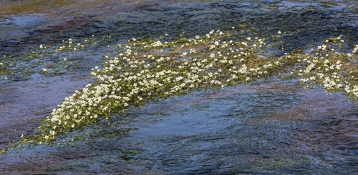 Water Crowfoot  Ranunculus aquatilis  Common Water Crowfoot, Ranunculus aquatilis, in a small, slow flowing river in the South of France. The submerged leaves are feathery.
