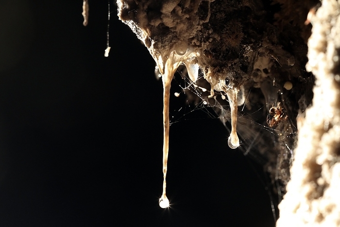 Snottites Snottites. These stalactite like formations are made from biofilms of extremophilic bacteria. They have a mucus like consistency, hence the common name. The bacteria metabolise sulphur compounds for energy, producing very acidic byproducts.