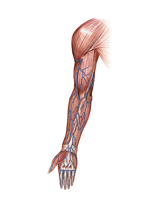 Venous system of the upper limb, artwork Illustration of the venous system of the upper limb. This palmar view illustration is from  Asklepios Atlas of the Human Anatomy .