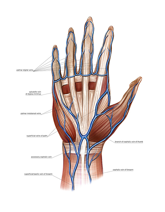 Venous system of the hand, artwork Illustration of the venous system of the hand. This palmar view labelled illustration is from  Asklepios Atlas of the Human Anatomy .