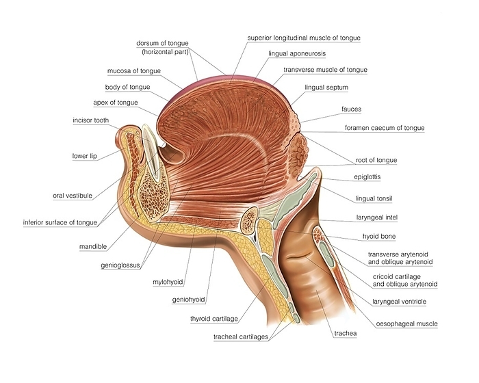 Tongue, oral floor and neck, artwork Illustration of the Tongue, oral floor and neck with intrinsic and extrinsic muscles of tongue. This right lateral view labelled illustration is from  Asklepios Atlas of the Human Anatomy .