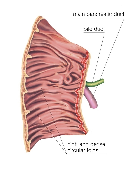 Duodenal mucosa relief, artwork Illustration of the Duodenal mucosa relief. This view labelled illustration is from  Asklepios Atlas of the Human Anatomy .