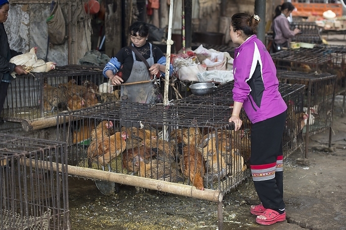 Caged chickens in a food market Caged chickens in a food market in the town Yuanyang, in the Yunnan province in China.