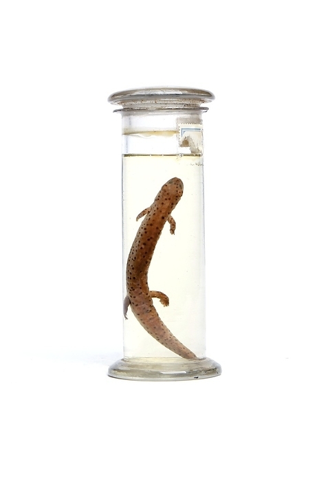 Salamander, 19th century specimen 19th century preserved specimen of a mud salamander  Pseudotriton montanus .
