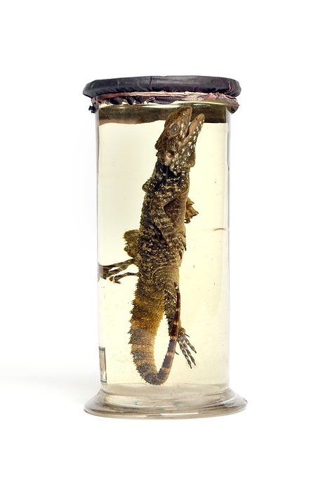Lizard, 19th century specimen 19th century preserved specimen of a lizard from Venezuela.