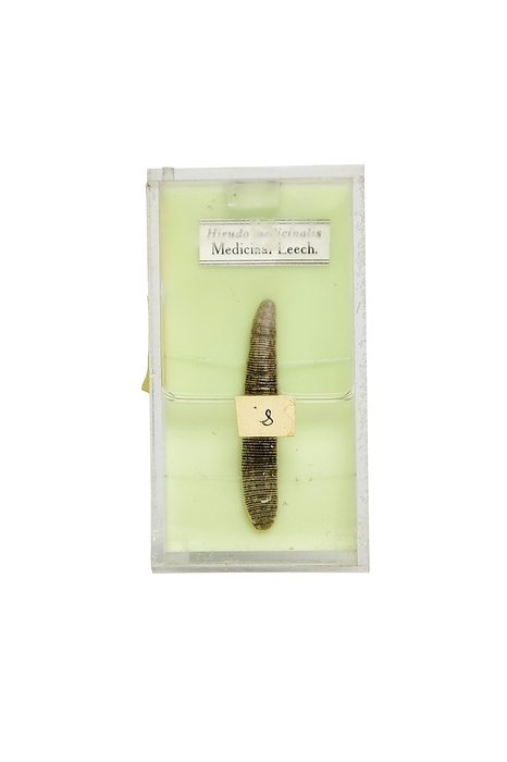 Preserved medicinal leech, 20th century 20th century preserved specimen of a medicinal leech  Hirudo medicinalis . Leeches are blood sucking worms which were used to treat illnesses ascribed to the patient having an excess of blood.