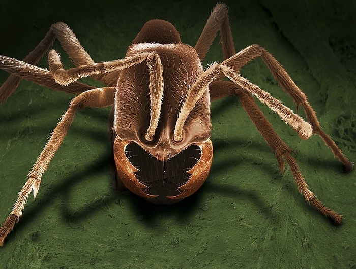 Driver ant, SEM Driver ant. Coloured scanning electron micrograph  SEM  of the head of a worker driver ant  Dorylus sp. , a type of army ant. The workers are blind, having no eyes at all. They do not have a permanent nest, but bivouac in a mass overnight. They have a vicious bite. The jointed antennae protrude from just behind the mouthparts. The antennae are used for touch and smell. Magnification: x35 when printed 10 centimetres wide.