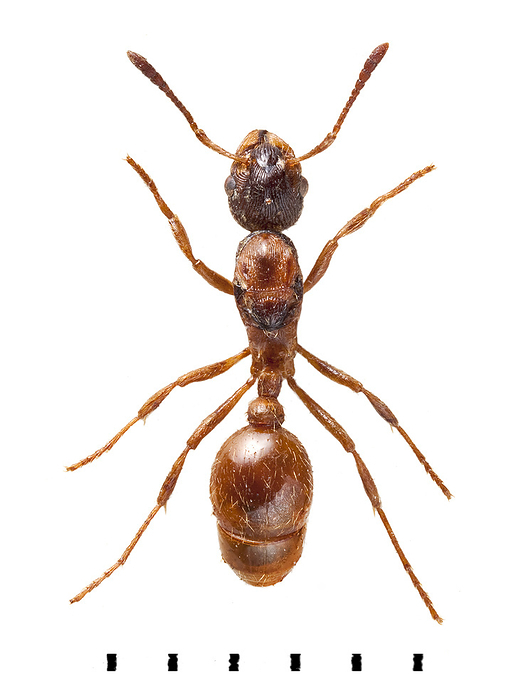 Common Red Ant Common red ant  Myrmica rubra , found across Europe, Asia and North America, it feeds on honeydew extracted from aphids, pollen and other invertebrates.