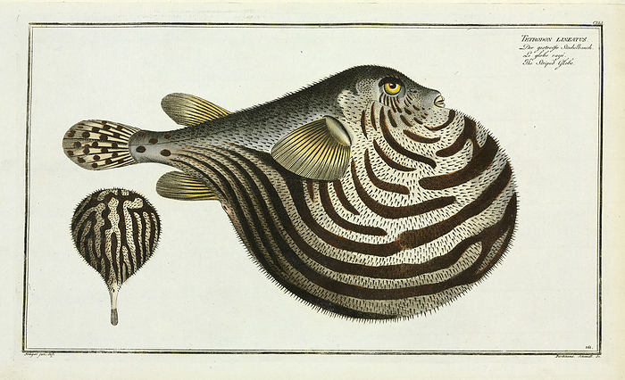 Tetrodon lineatus  Arothron stellatus  Plate 141 from  Naturgeschichte der auslandischen Fische   1785 95  by Marcus Elieser Bloch.