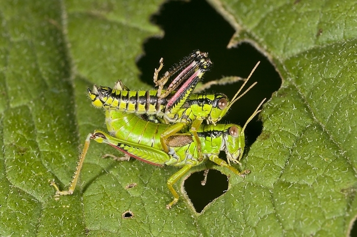 Green mountain grasshoppers mating Green mountain grasshoppers  Miramella alpina  mating on a leaf. The green mountain grasshopper is a species of short horned grasshopper found throughout much of Europe. Photographed in the Auvergne, France.