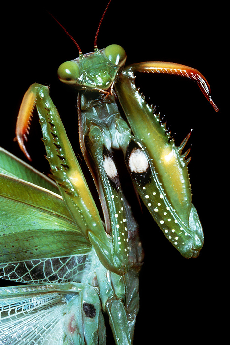 Praying mantis threat display Praying mantis  Mantis religiosa  threat display, revealing two white spots on its legs.