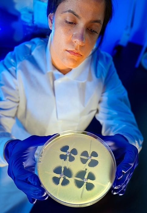 Antibiotic susceptibility research Antibiotic susceptibility research. Microbiologist holding up a Petri dish culture plate, demonstrating the results of a modified Hodge test, which is used to identify resistance in bacteria known as Enterobacteriaceae. Bacteria that are resistant to carbapenems  Carbapenem Resistant Enterobacteriaceae  CRE  , which are considered  last resort  antibiotics, produce a distinctive clover leaf shaped growth pattern, as seen here. Photographed at the Centers for Disease Control  CDC , USA.