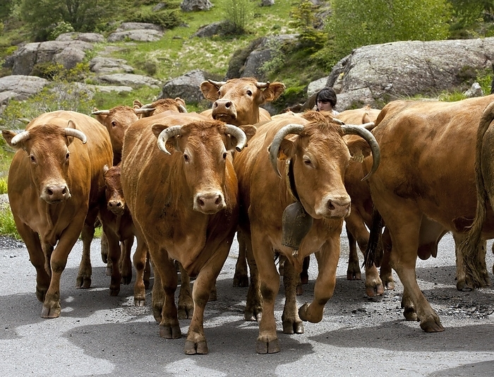 Cattle herd being moved, French Pyrenees Cattle herd being moved. Herd of cattle  Bos Taurus  being moved to high pastures above the Heas valley, French Pyrenees.