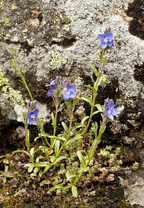 Rock speedwell  Veronica fruticans  Rock speedwell  Veronica fruticans  flowering on acid rock. Photographed in the Heas valley, French Pyrenees.