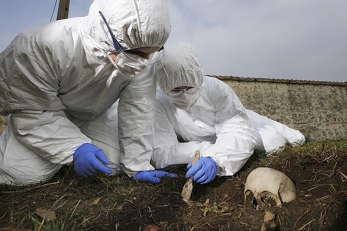 Forensic training Policeman undergoing forensic training. They are uncovering a buried skeleton on a staged crime scene. Photographed in Fontainebleau, France.