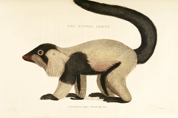 Ruffed lemur, 19th century artwork Ruffed lemur  Varecia variegata . Artwork from  Animal Kingdom   1817  by the French naturalist Georges Cuvier  1769 1832 .