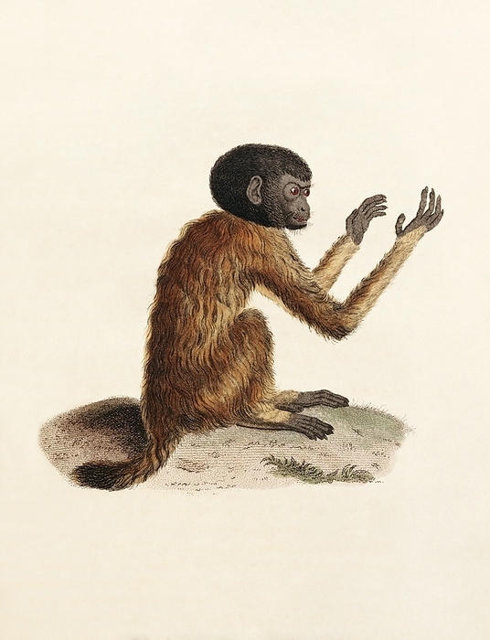 Uakari, 19th century artwork Uakari  Cacajao sp. . Artwork from  Animal Kingdom   1817  by the French naturalist Georges Cuvier  1769 1832 .