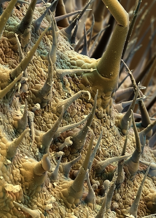 Borage trichomes, SEM Borage  Borago officinalis  trichomes, coloured scanning electron micrograph  SEM . The borage plant contains many coarse stiff trichomes, giving it a hairy appearance. These trichomes can cause mechanical irritant contact dermatitis  MICD  when the plant is handled.