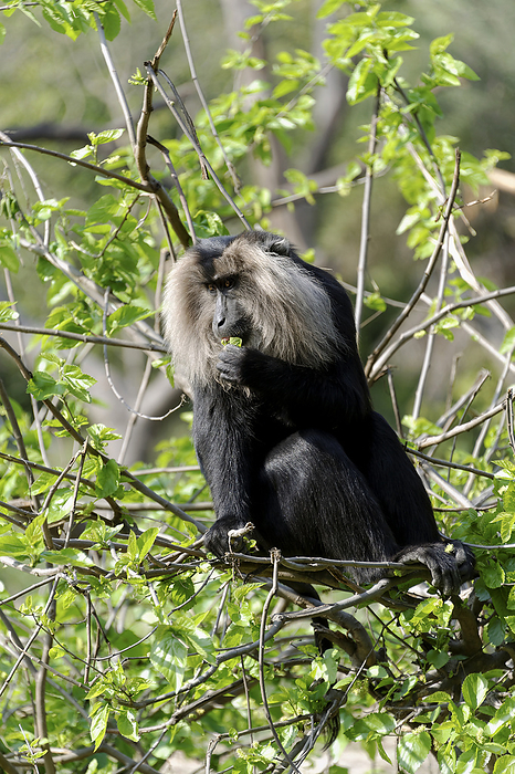 Lion tailed macaque Lion tailed macaque  Macaca silenus . Also called the wanderoo, this Old World monkey is one of the rarest and most threatened primates. It is estimated that only around 2500 individuals exist in the wild, found only in the Western Ghats of southern India.