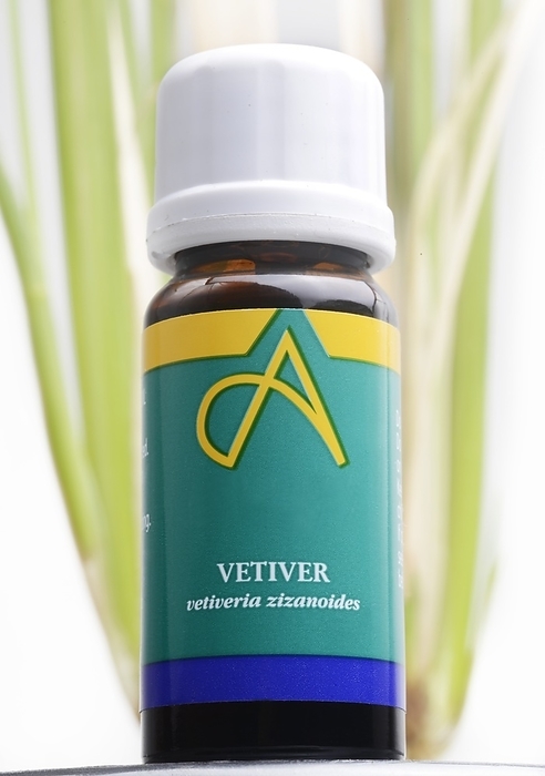 Vetiver essential oil Vetiver essential oil and Vetiver grass. This essential oil is extracted from the roots of vetiver grass  Vetiveria zizanoides , a tropical plant that is found in South East Asia. The oil is used extensively in the perfume industries in cosmetics, soaps and oils, and as a flavouring in beverages, sorbets, and foods. It is used for its antiseptic properties to treat acne and sores.