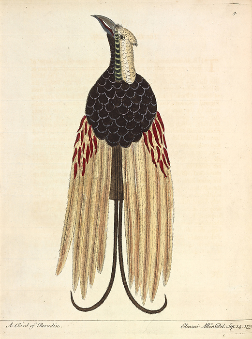 Greater Bird of Paradise, illustration Illustration of a Greater Bird of Paradise by Eleazar Albin