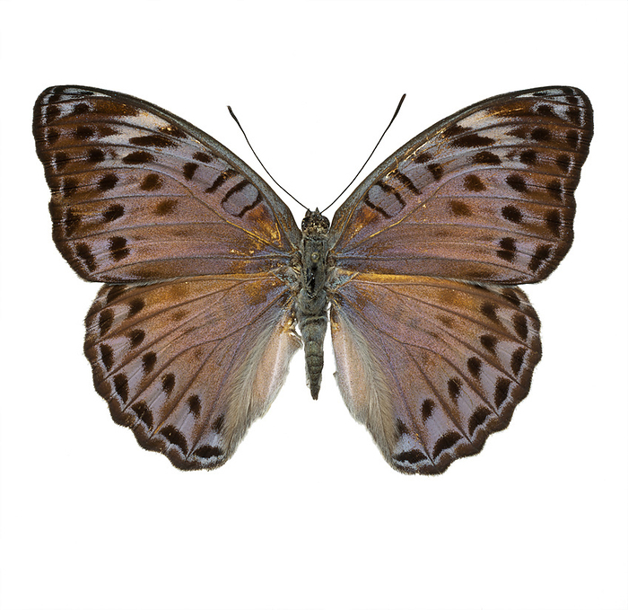 Crenidomimas concordia, butterfly Photograph of the upperside of a Crenidomimas concordia, Family Nymphalidae  Nymphalinae 