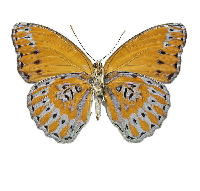 Crenidomimas concordia, butterfly Photograph of the underside of a Crenidomimas concordia, Family Nymphalidae  Nymphalinae 