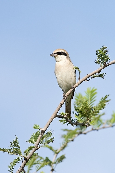 Isabelline shrike The Isabelline shrike or Daurian shrike  Lanius isabellinus  is a member of the shrike family. Like other shrikes it hunts from prominent perches, and impales corpses on thorns or barbed wire as a larder. Photographed in Awash National Park in Ethiopia.