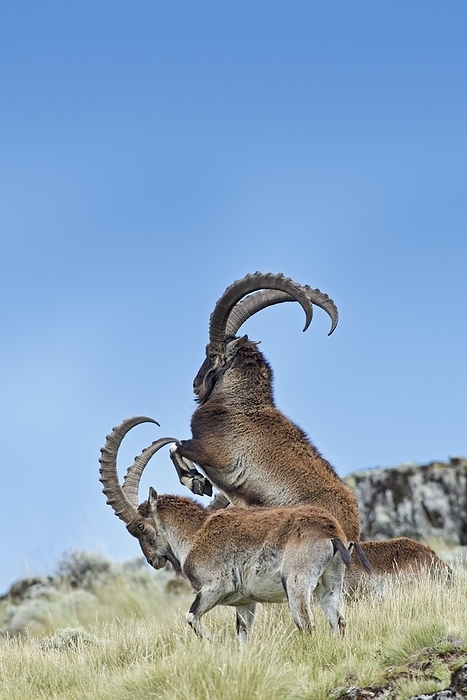 Wahlia Ibex fighting Two male Walia ibex  Capra walie  sparing on a mountainside. These goat antelopes are considered a critically endangered species and as at 2014 less than 500 animals live in Ethiopia, where they are endemic. They are only found in the Simien mountain range of northern Ethiopia where they feed on grasses, herbs and other plant matter. Both males and females have horns, but the male s horns are much larger and may reach over one metre in length. The walia stands at about a metre high at the shoulder and can weigh up to 120 kilograms. Photographed in the Simien Mountains National park in the Ethiopian highlands.