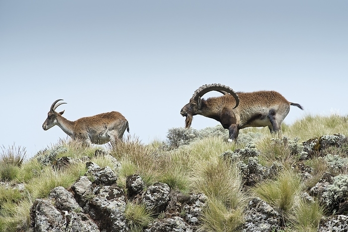 Male Wahlia Ibex checking a females odour A large adult male Wahlia Ibex  Capra walie  standing with neck outstretched smelling and tasting the air for scent of a female on heat. These goat antelopes are considered a critically endangered species. They are only found in the Simien mountain range of northern Ethiopia where they feed on grasses, herbs and other plant matter. Both males and females have horns, but the male s horns are much larger and may reach over one metre in length. The Wahlia stands at about a metre high at the shoulder and can weigh up to 120 kilograms. Photographed in the Simien Mountains National park in the Ethiopian highlands.