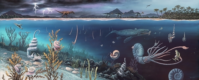 Cretaceous land and marine life, artwork A scene during the Late Cretaceous  Maastrichtian . It shows mainly heteromorph ammonites. The heteromorphs shown from left to right are:  No Suggestions  on the seaweed, Didymoceras on the seafloor, baculites  with straight, vertical shell  suspended in water and turrilites on the top right. The large ammonite is a Pachydiscus  another is half shown at the bottom right. Lurking in the background is a Mosasaurus. Above the water a T.rex is stalking a herd of Hypacrosaurus.