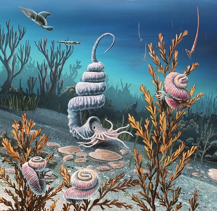 Cretaceous heteromorph ammonites, artwork Cretaceous heteromorph ammonites, artwork. Late Cretaceous  Maastrichtian . The main heteromorph ammonite is a Didymoceras. Three heteromorphs on the seaweed are nostoceras. Swimming vertically are some baculites. At upper left is a pair of squids.