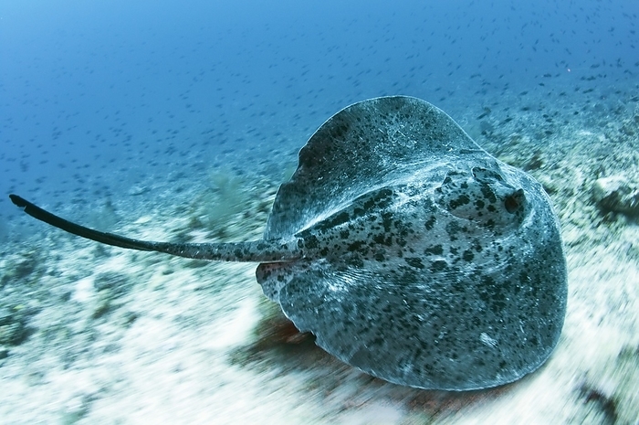 Marble ray swimming over seabed A marble ray, Taeniura meyeni, photographed using a panning technique to show the motion as it swims over the sea bed. Taken at Barakat and Funadhoo in the Maldives