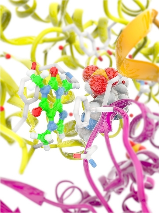 Glycogen phosphorylase active site Glycogen phosphorylase active site. Computer model of a close up of a molecule of the enzyme glycogen phosphorylase, showing the structure of the active site with a glycogen molecule  centre . Glycogen phosphorylase catalyses the rate limiting step in glycogenolysis  the breakdown of glycogen to glucose 1 phosphate and glycogen  in animals by releasing glucose 1 phosphate from the terminal alpha 1,4 glycosidic bond. Glycogen phosphorylase is also studied as a model protein regulated by both reversible phosphorylation and allosteric effects.