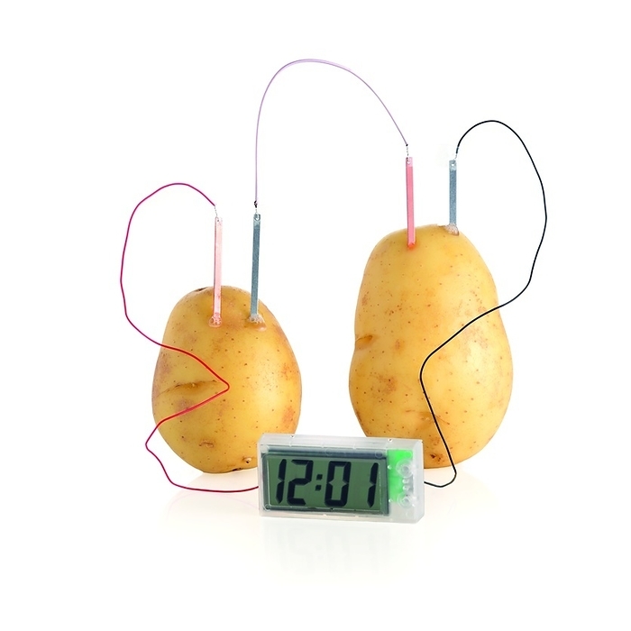 Potato clock Potato clock. Two potatoes being used to provide electrical current sufficient to power an electronic clock. The potatoes are being used as electrolytic cells, the electrolyte being natural phosphoric acid. Four electrodes   two copper and two zinc   are placed in the potatoes and connected together. Zinc atoms on the electrode are oxidised, losing two electrons per atom and dissolving into solution. The electrons pass through the wires to the copper electrode where they combine with hydrogen ions to liberate hydrogen gas. The movement of electrons between electrodes form the current.