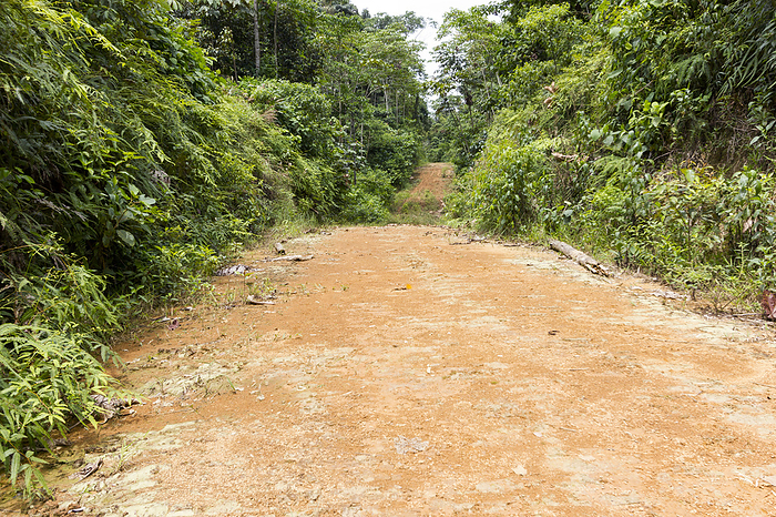 Dirt road leading into the rainforest Dirt road created by colonists that are clearing new land for cutting timber, planting crops and cattle ranching. Photographed in the Ecuadorian Amazon.